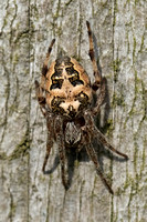 Furrow Orb Spider (Larinioides cornutus)