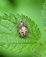 Furrow Orb Spider (Larinioides cornutus)