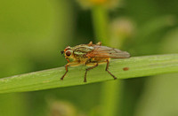 Common Yellow Dung Fly (Scathophaga stercoraria)