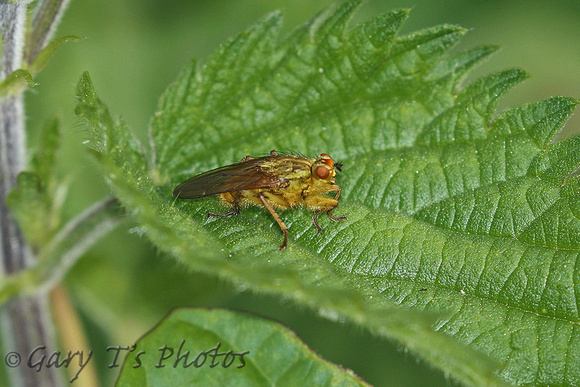 Common Yellow Dung Fly (Scathophaga stercoraria)