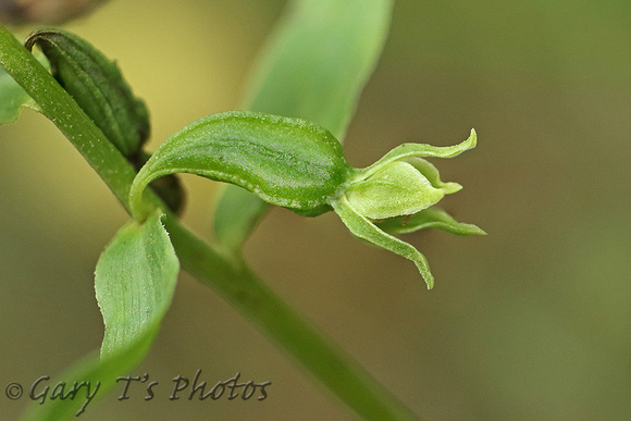 Green-flowered Helleborine (Epipactis phyllanthes)