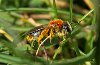 Early Mining Bee (Andrena (Trachandrena) haemorrhoa-Female)