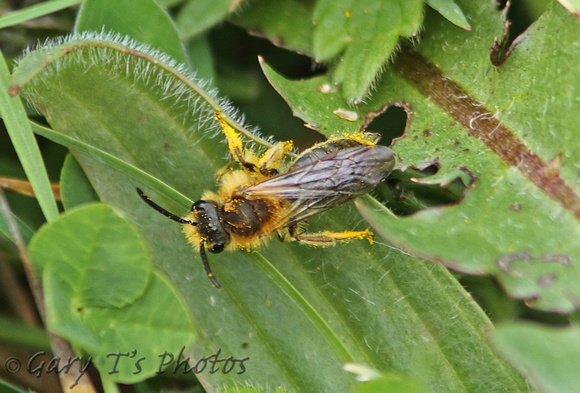Early Mining Bee (Andrena (Trachandrena) haemorrhoa-Male)