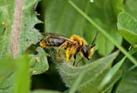 Early Mining Bee (Andrena (Trachandrena) haemorrhoa-Male)