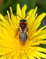 Early Mining Bee (Andrena (Trachandrena) haemorrhoa-Female)