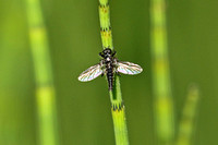 Bibionidae sp.