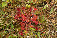 Sundew (Drosera sp.)