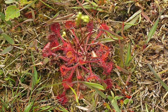Sundew (Drosera sp.)