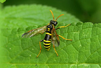 Sawfly - Figwort Sawfly (Tenthredo scrophulariae)