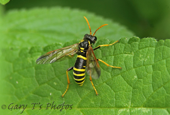 Figwort Sawfly (Tenthredo scrophulariae-Female)