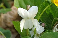 White Violet (Viola alba)
