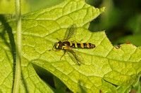 Long Hoverfly (Sphaerophoria scripta - Male)