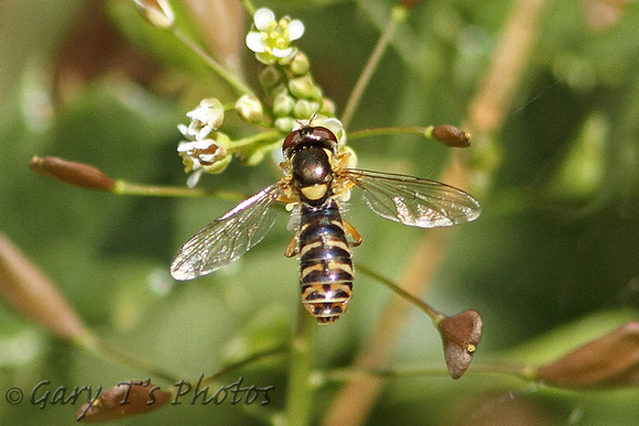 Long Hoverfly (Sphaerophoria scripta - Female)