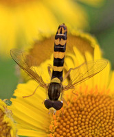Long Hoverfly (Sphaerophoria scripta - Male)