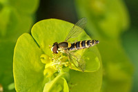 Long Hoverfly (Sphaerophoria scripta - Female)