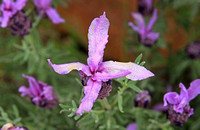 French Lavender (Lavandula stoechas)