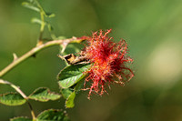 Robin's Pincushion (Diplolepis rosae)