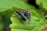 Flesh-fly (Sarcophaga sp)