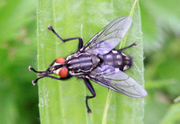 Flesh-fly (Sarcophaga sp)