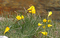 Hoop-petticoat Daffodil (Narcissus bulbocodium)