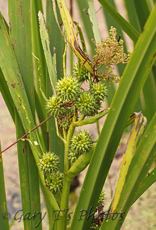 Common Yellow-sedge (Carex demissa)