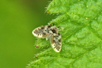 Drain Fly (Clogmia albipunctata)