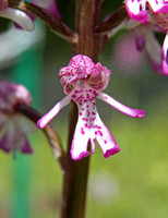Lady x Monkey Orchid (Orchis purpurea x simia)