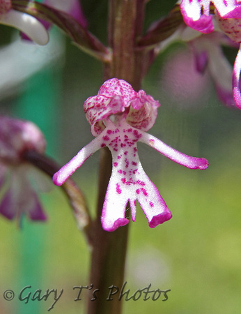 Lady x Monkey Orchid (Orchis purpurea x simia)