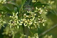 Spindle (Euonymus europaea)