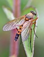 Flies (inc. Bee-flies, Lacewings etc)