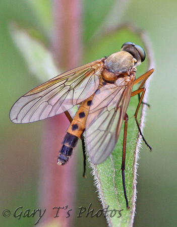 Snipe fly (Rhagio tringarius agg.)