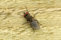 Amthomyiidae sp.