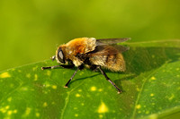 Merodon equestris (Narcissus Bulb Fly)