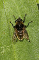 Narcissus Bulb Fly (Merodon equestris)
