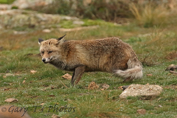 European Red Fox (Adult)