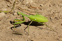 Crickets, Grasshoppers & Mantis