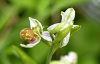 Bee Orchid (Ophrys apifera - var. flavescens)