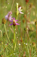 Bee Orchid (Ophrys apifera - var. friburgensis)