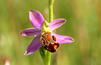 Bee Orchid (Ophrys apifera - var. friburgensis)