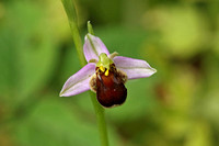 Bee Orchid (Ophrys apifera - var. atrofuscus)