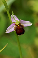 Bee Orchid (Ophrys apifera - var. atrofuscus)
