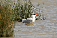 Caspian Tern (Adult Winter)