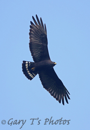 Zone-tailed Hawk (Adult)