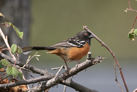 Spotted Towhee (Male)