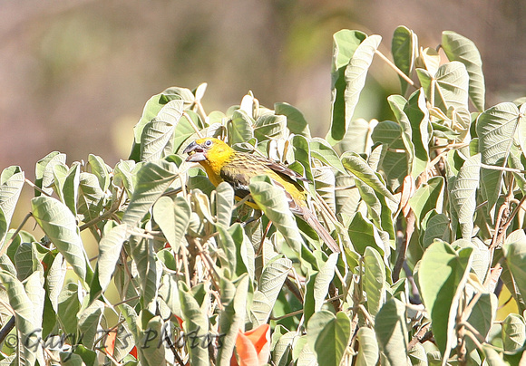 Yellow Grosbeak (Female)