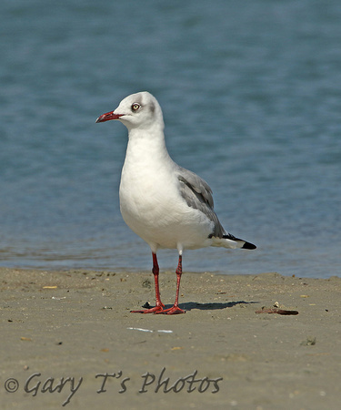 Grey-hooded Gull (Adult Winter)
