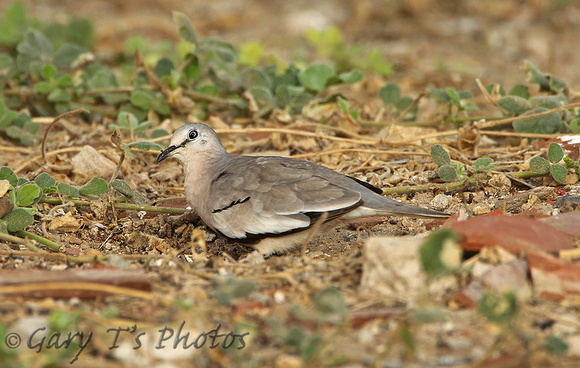 Picui Ground-dove (Female)