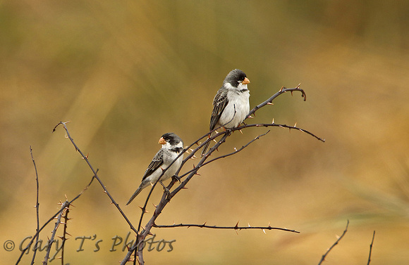 White-collared Seedeater (Males)