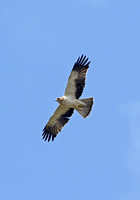 Booted Eagle (Pale phase)