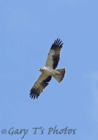 Booted Eagle (Pale phase)